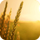 Avena Sativa